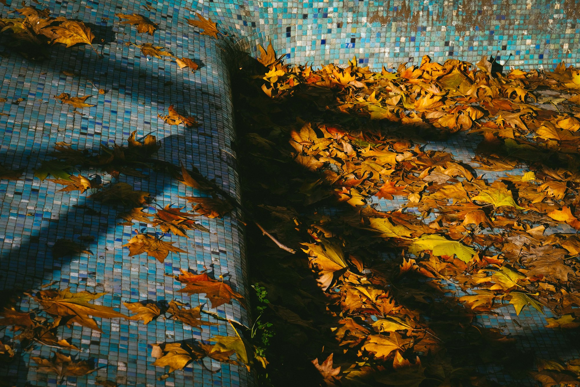 Autumn leaves floating on pool water